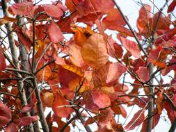 Red Leaves Autumn