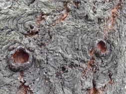 Bark Holes Tree