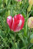 Tulip Red