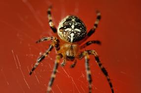 Spider Red