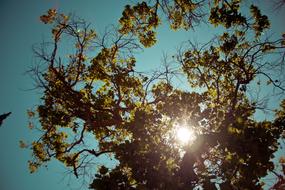 Trees Sunshine Sky