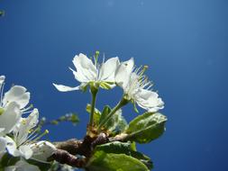 Flower Apple Blossom at blue sky