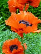 Close-up of the beautiful, orange and black poppy flowers among the other green plants