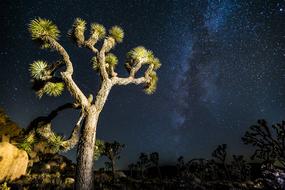 Joshua Tree Mikly Way Stars