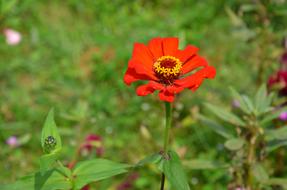 Close-up of the beautiful, red, yellow and brown flower with colorful leaves, in sunlight