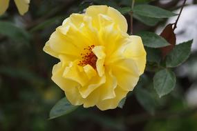 Spring Yellow Flower