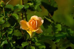 yellow orange rose in the garden