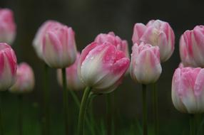 Tulips With