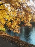 Tree Autumn