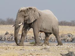 Elephant Etosha