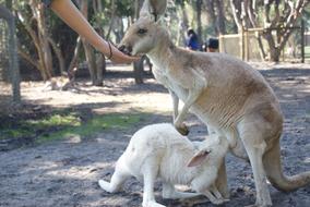 Kangaroo Joey Australia