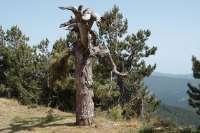 Calabria Botte