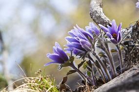 Dong Pasqueflower Youngwol