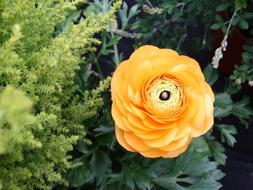 orange Flora Flower Blossom