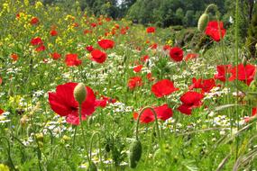 Spring Flower Red Poppy