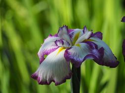 Iris Flowers Early Summer