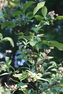 Turning Blueberries Green