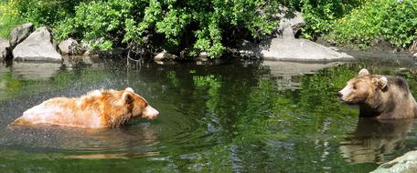 cute bears in the river