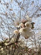 Spring Cherry Blossom
