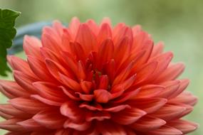 Flower Dahlia in Garden