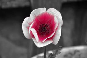white-red flower in monochrome close-up