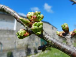 Cherry Buds Spring