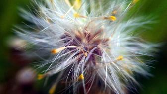 Close-up of the colorful and beautiful fluffy flower, at blurred background