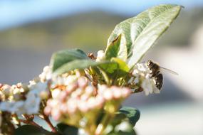 bee on spring flowers in blurred background