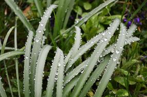 Grass Rain Drip