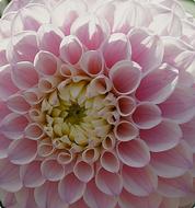 pink Dahlias Flower at Garden