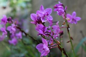 Sri Lanka Orchid Flowers