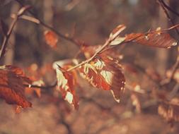 Autumn Fall