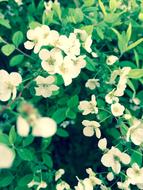 White Green
