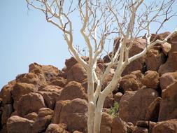 Rock Desert