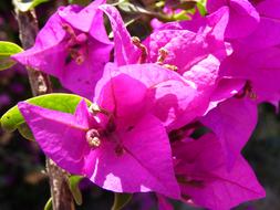 Pink Violet Flowers