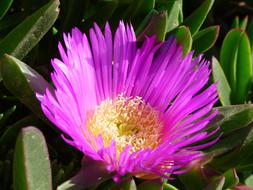 Bloom Pink purple Flower