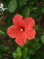 Hibiscus Flower Red