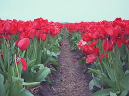 Red Tulips Flowers