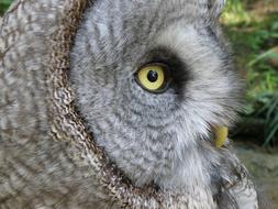 Tawny Vulture Owl