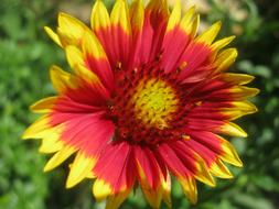 Close-up of the beautiful, blooming, red and yellow flower, at blurred background with green leaves, in the spring