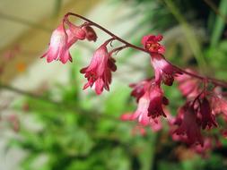Flower Spring