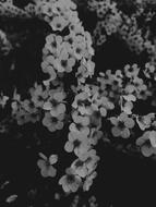 lush bloom in the dark close-up