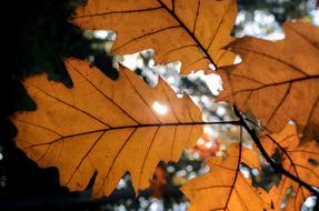 Leaf Autumn