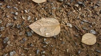 The Leaves Dew