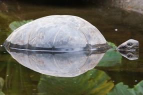 Turtle Pond
