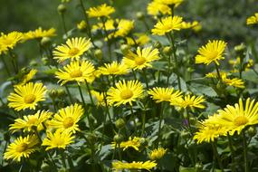 Flowers Outdoor on a sunny day close up