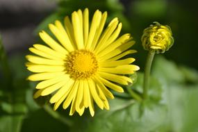 Flowers Outdoor Spring