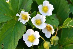 Flower Strawberry