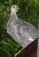 Guinea Keet Fowl