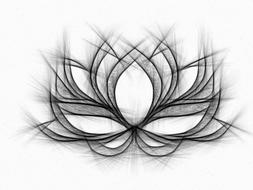 water lily drawing pencil flower